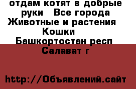 отдам котят в добрые руки - Все города Животные и растения » Кошки   . Башкортостан респ.,Салават г.